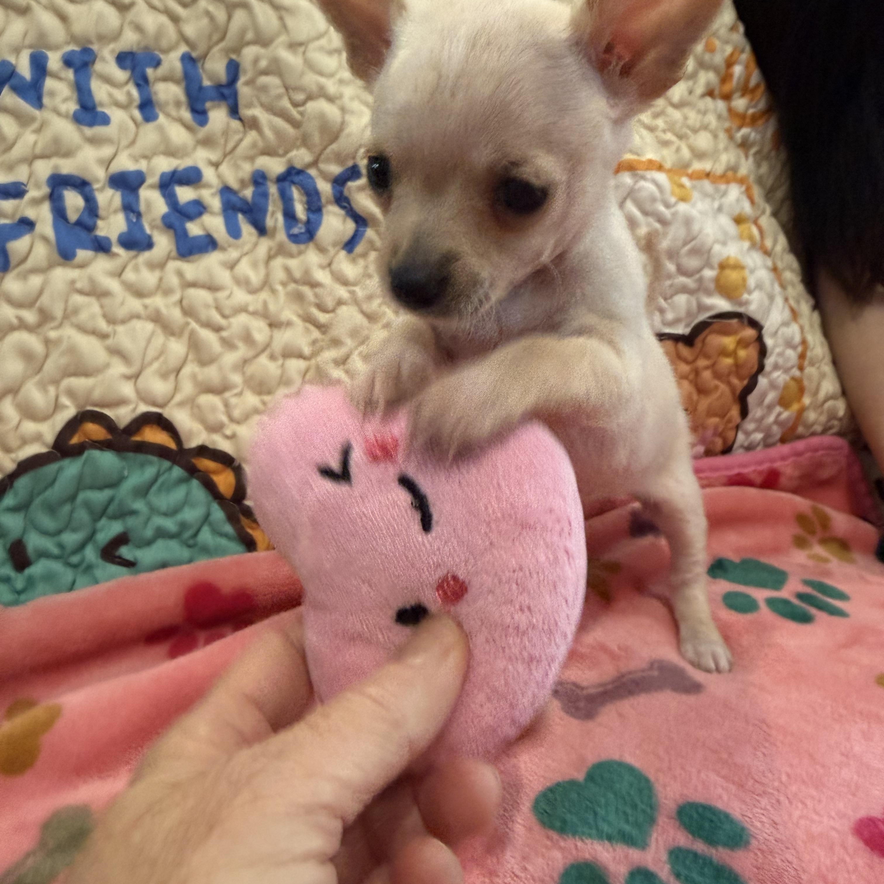 Mozzi (Mozzarella), an adoption pending mixed breed in Portland, OR image 3/5