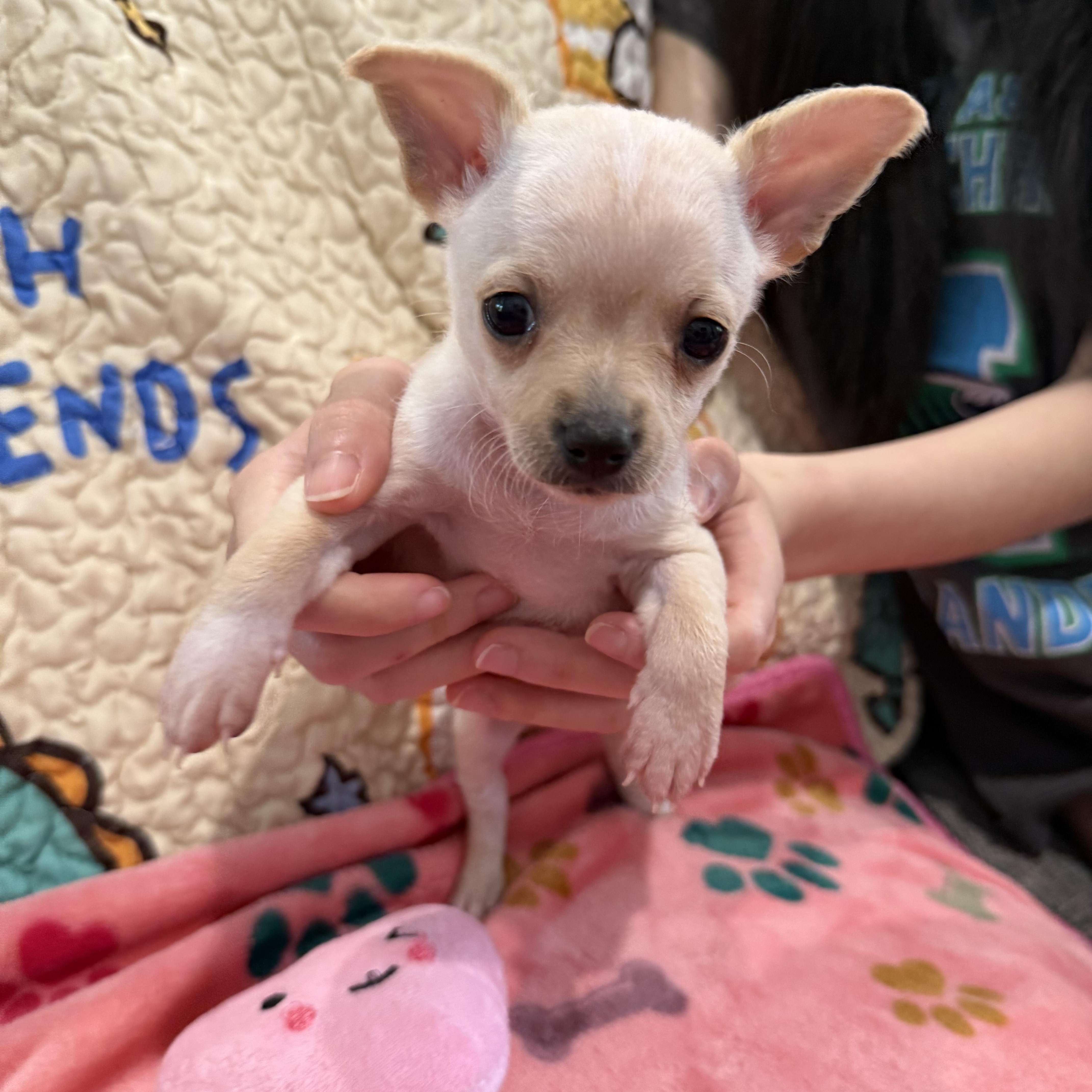 Mozzi (Mozzarella), an adoption pending mixed breed in Portland, OR image 2/5