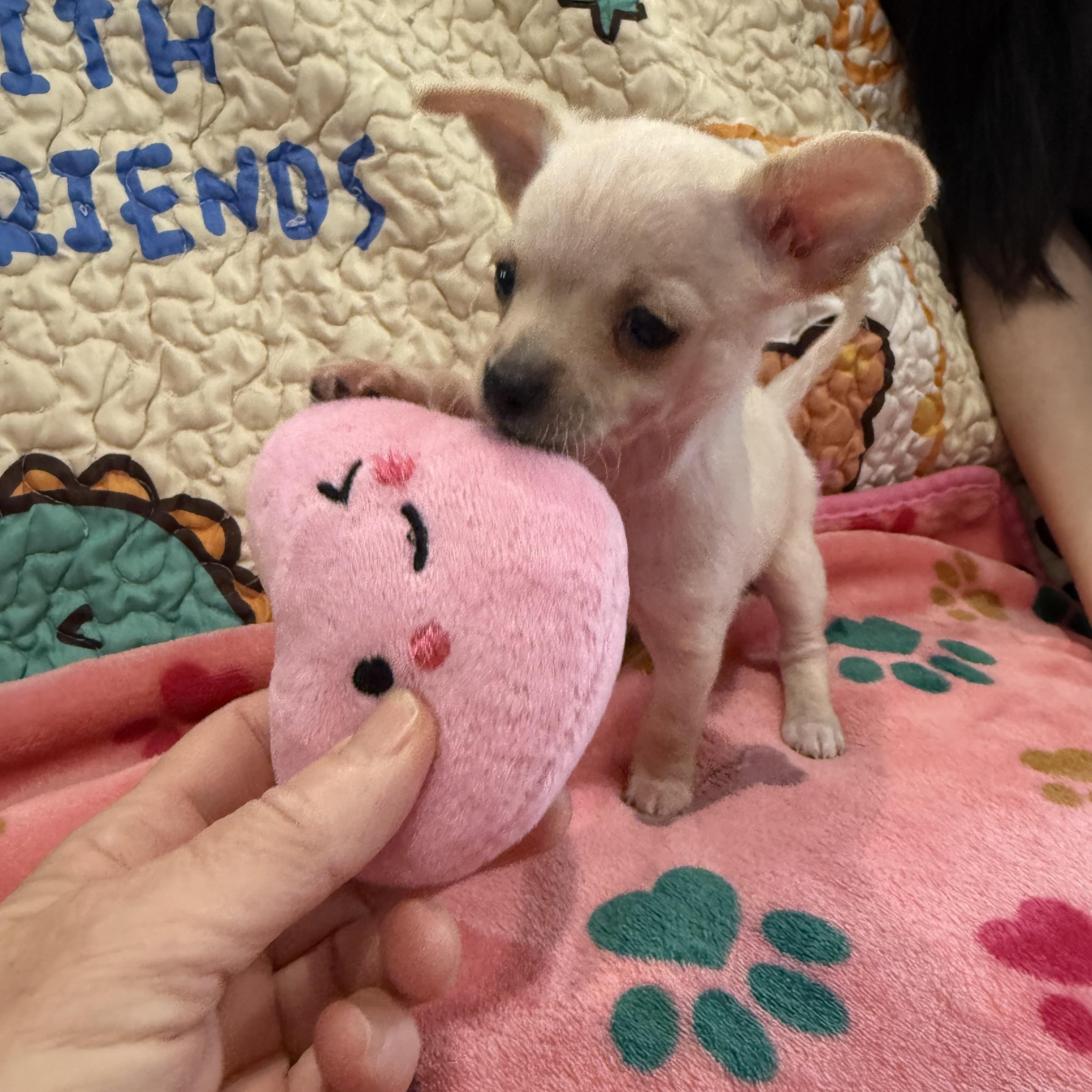 Mozzi (Mozzarella), an adoption pending mixed breed in Portland, OR image 4/5