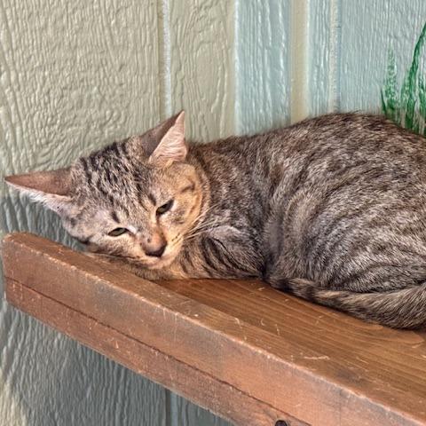 Poppy, Adoptable, Kitten Female Domestic Short Hair.