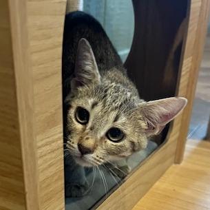 Enlarge Poppy, a Adoptable Domestic Short Hair in Lake Panasoffkee, FL image 2/6