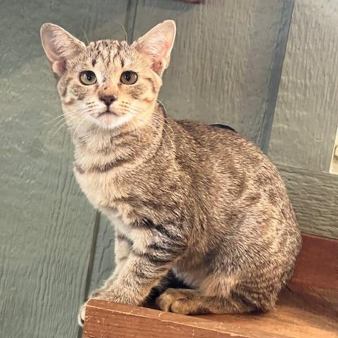 Enlarge Poppy, a Adoptable Domestic Short Hair in Lake Panasoffkee, FL image 3/6