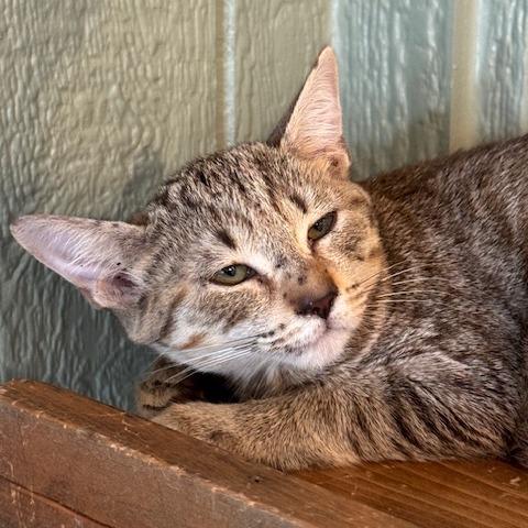 Enlarge Poppy, a Adoptable Domestic Short Hair in Lake Panasoffkee, FL image 4/6