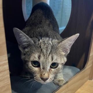 Enlarge Poppy, a Adoptable Domestic Short Hair in Lake Panasoffkee, FL image 5/6