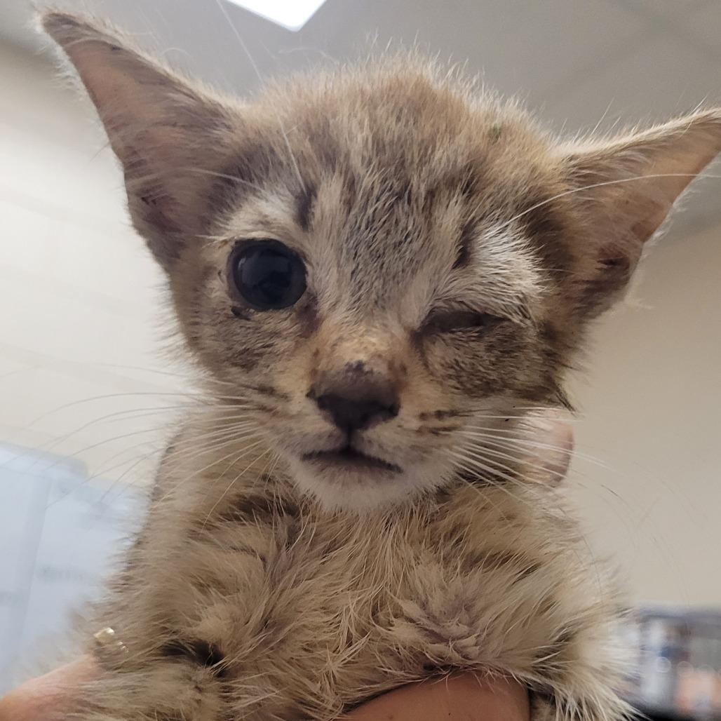 Enlarge Poppy, a Adoptable Domestic Short Hair in Lake Panasoffkee, FL image 6/6