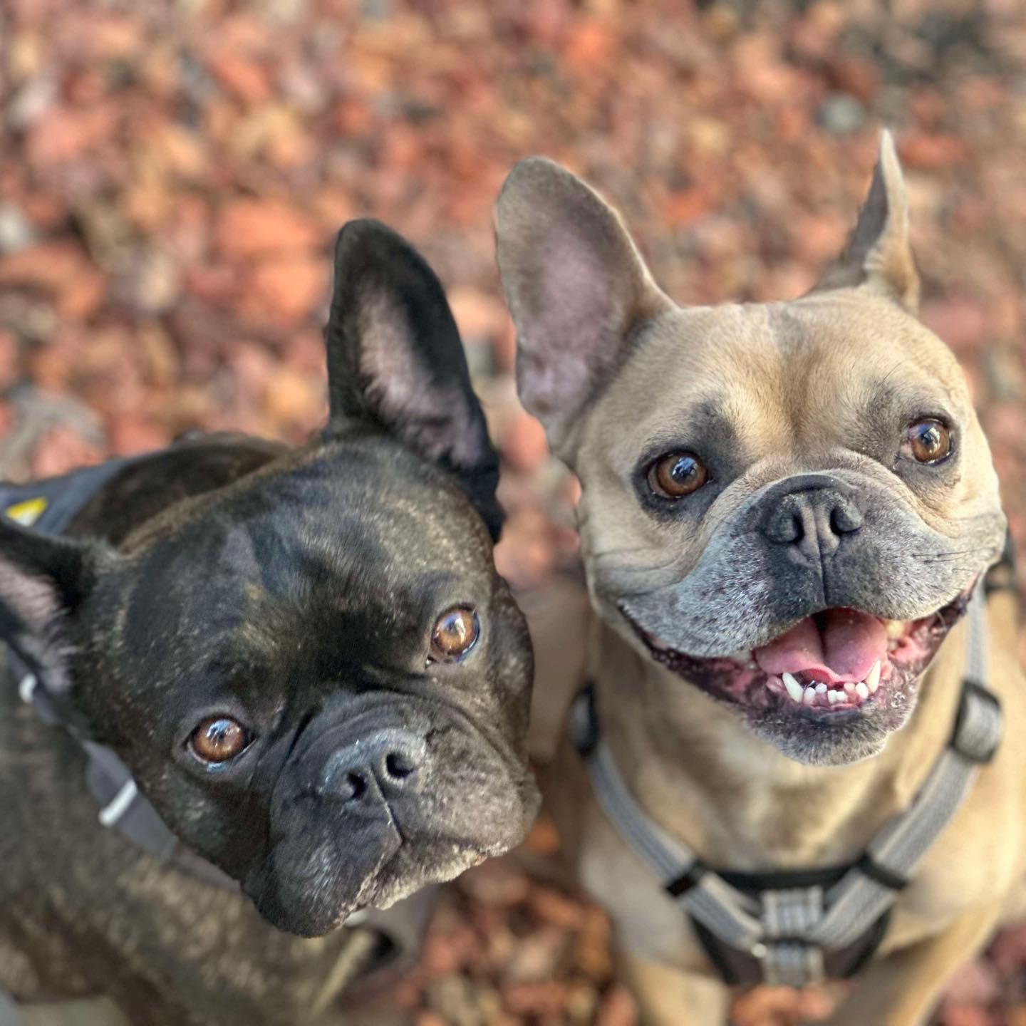 Charlie & Roscoe