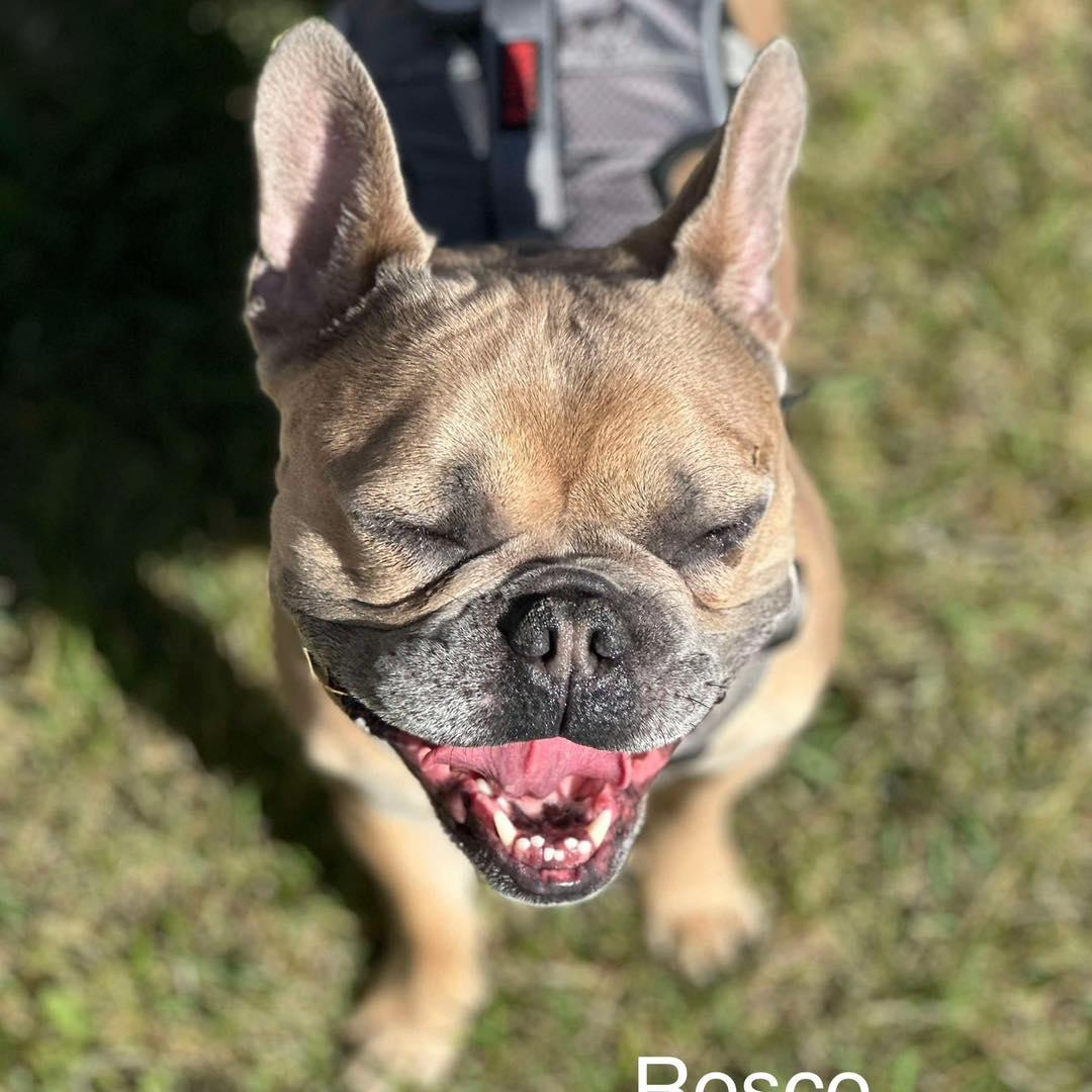 Charlie & Roscoe photo 4