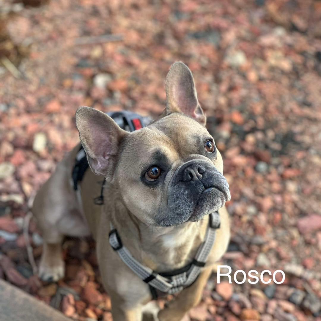 Charlie & Roscoe photo 3