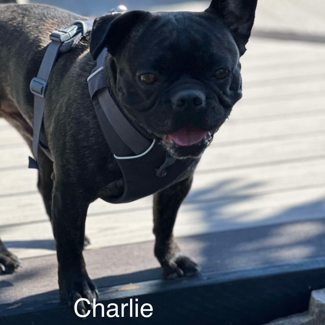 Charlie & Roscoe, an adoptable French Bulldog in Calgary, AB, T2Y 3W0 | Photo Image 2