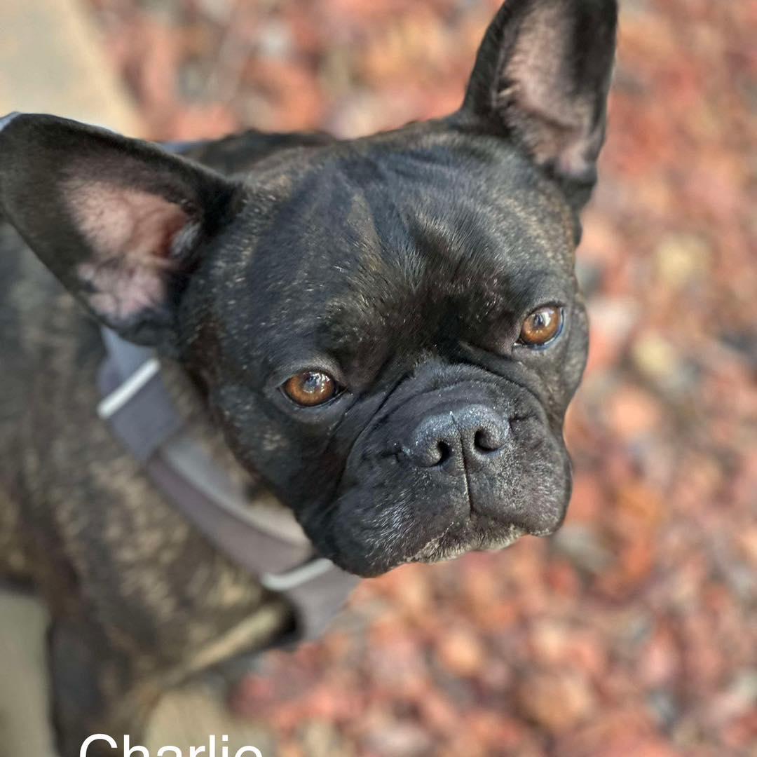 Charlie & Roscoe photo 5