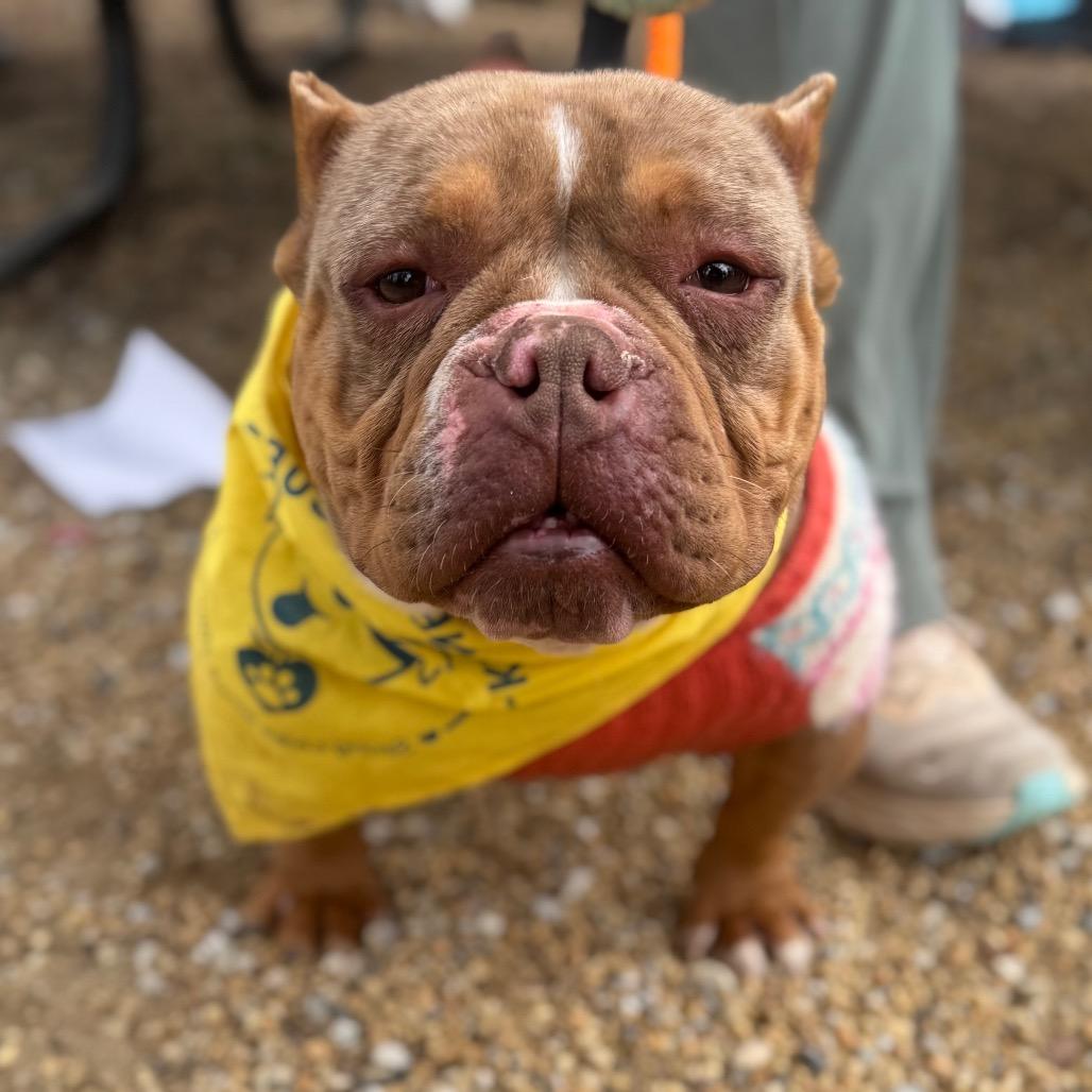 Soapy, Adoptable, Adult Female English Bulldog.