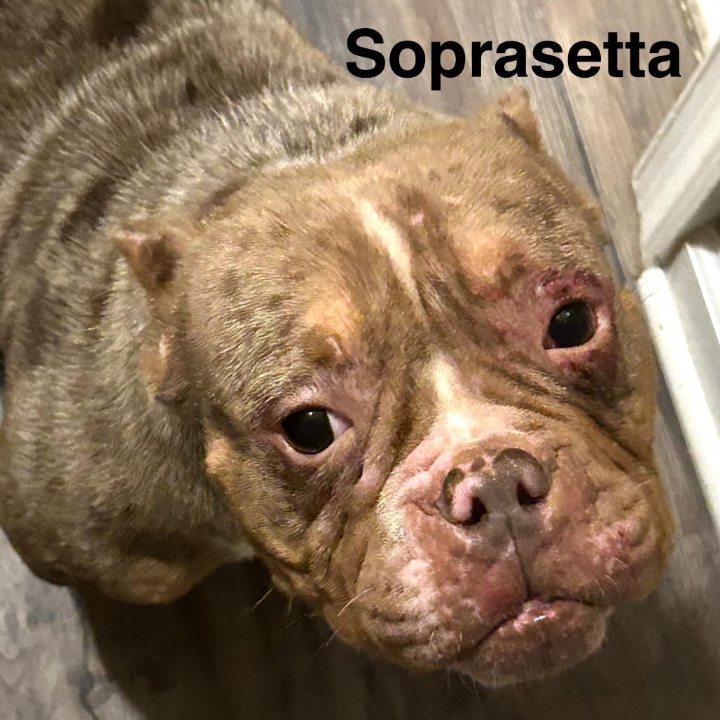 Enlarge Soapy, a Adoptable English Bulldog in Rockville, MD image 2/6