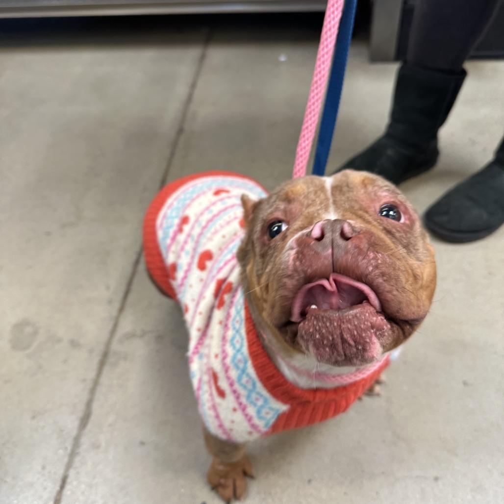 Enlarge Soapy, a Adoptable English Bulldog in Rockville, MD image 3/6