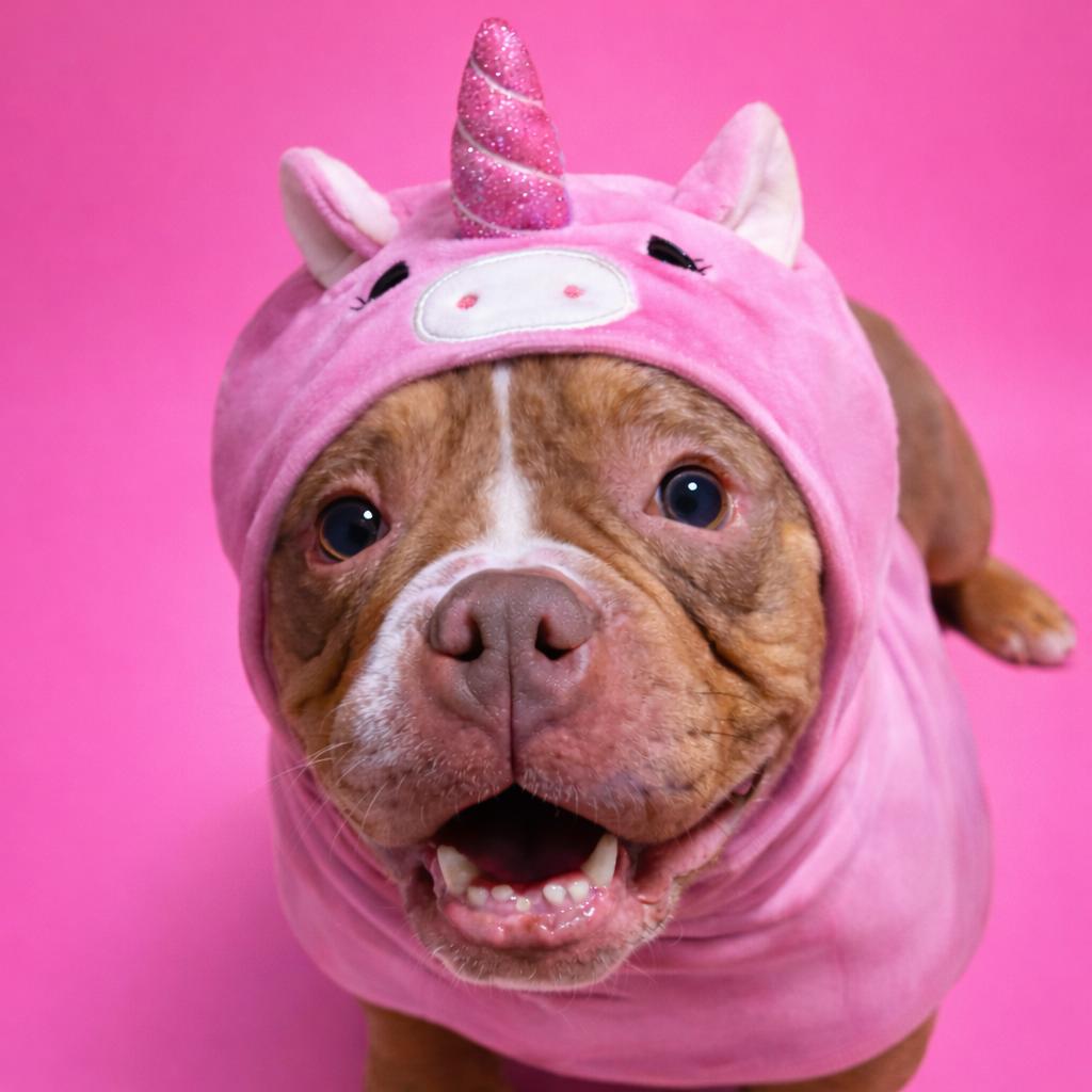 Enlarge Soapy, a Adoptable English Bulldog in Rockville, MD image 4/6