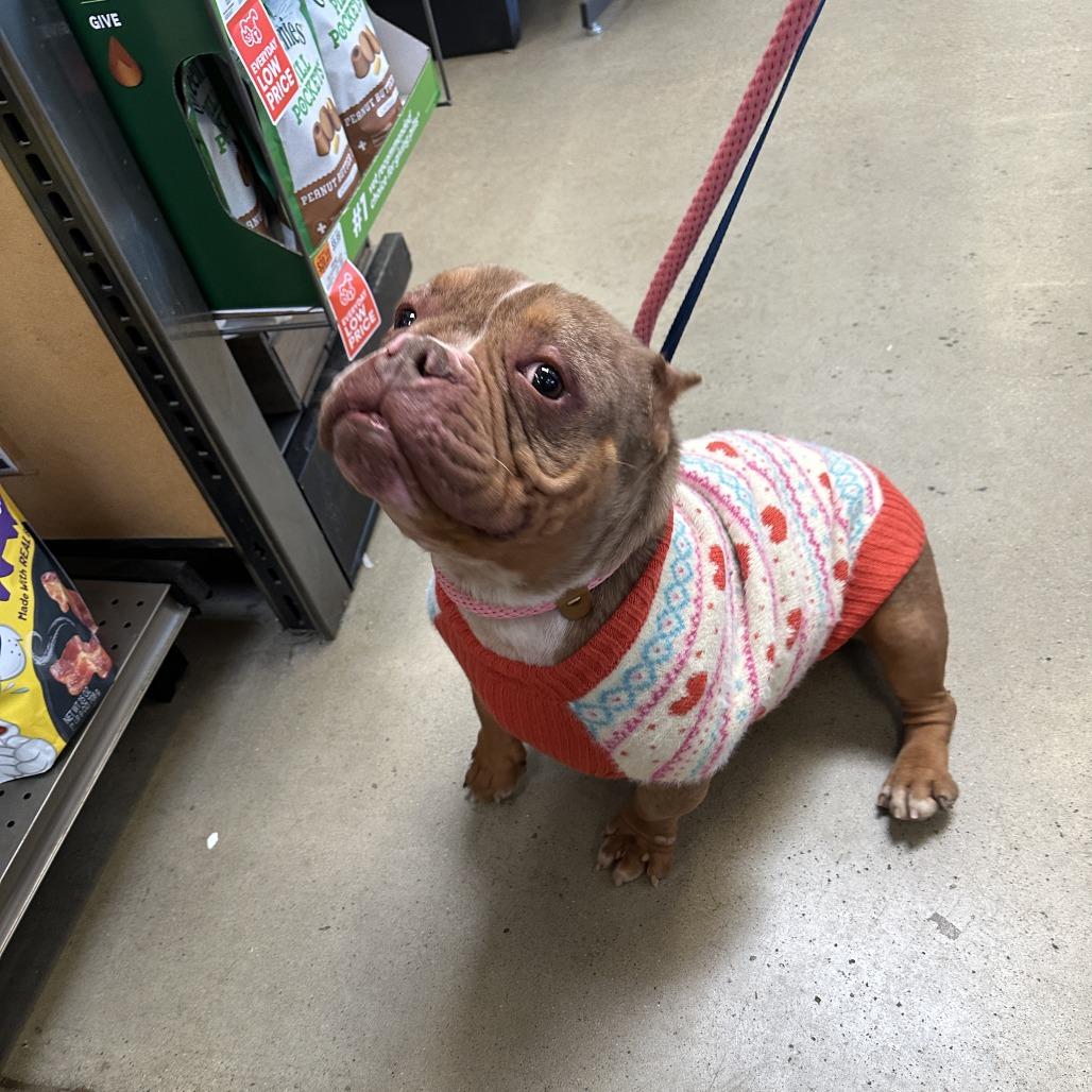 Enlarge Soapy, a Adoptable English Bulldog in Rockville, MD image 5/6