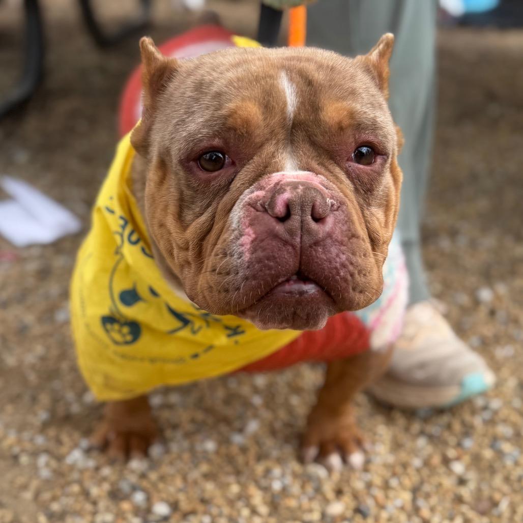 Enlarge Soapy, a Adoptable English Bulldog in Rockville, MD image 6/6
