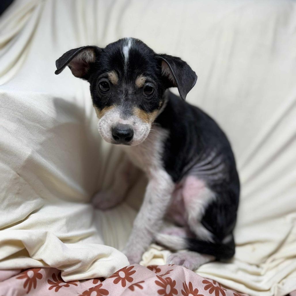 Jill, Adoptable, Young Female Australian Cattle Dog / Blue Heeler & Mixed Breed.