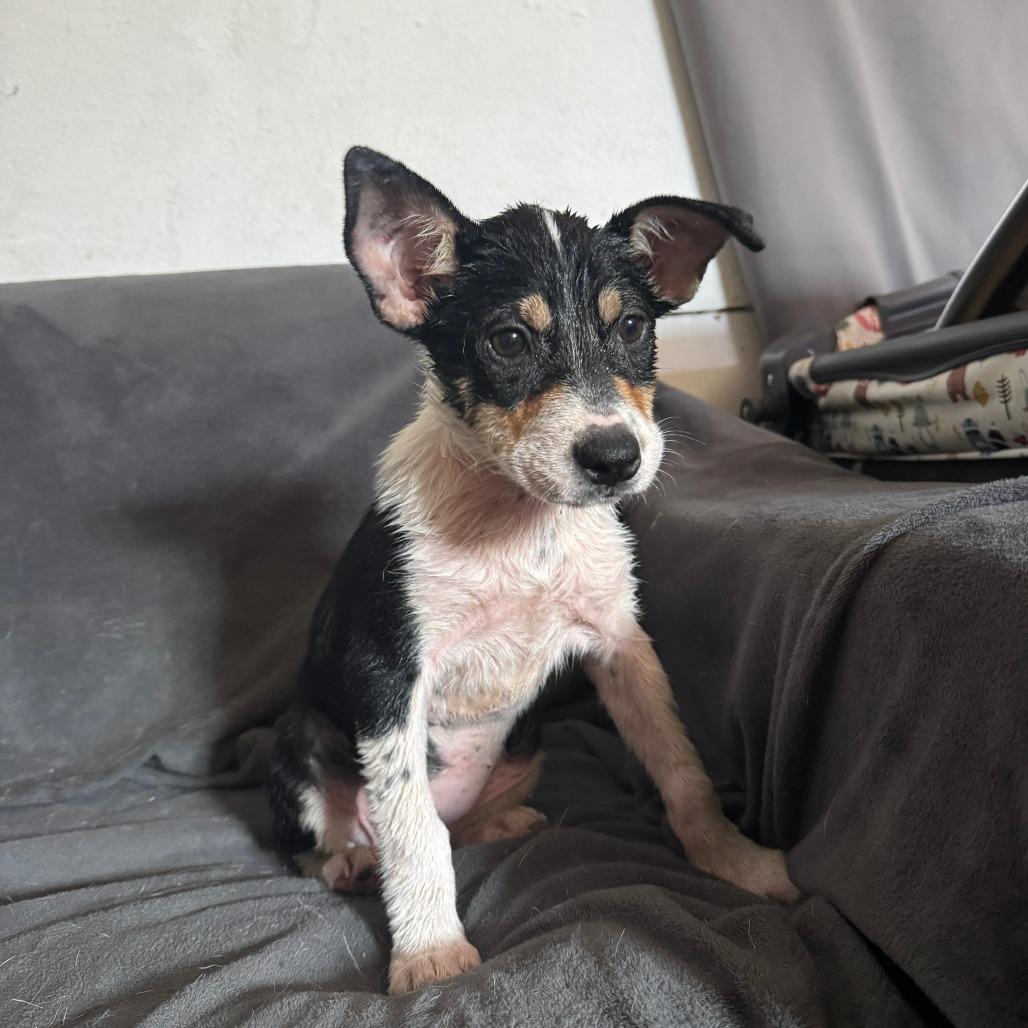 Jill, a Adoptable mixed breed in Tomball, TX image 2/5