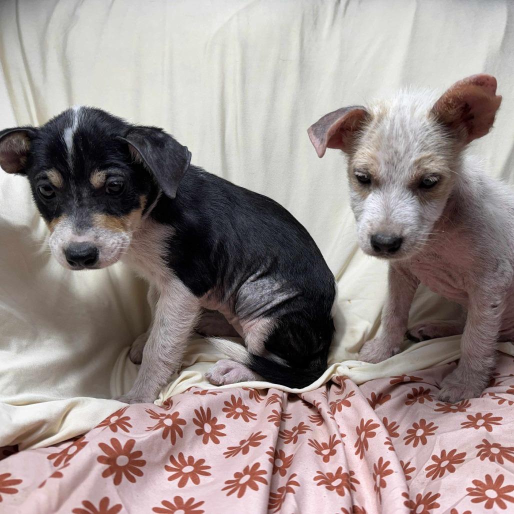 Jill, a Adoptable mixed breed in Tomball, TX image 3/5