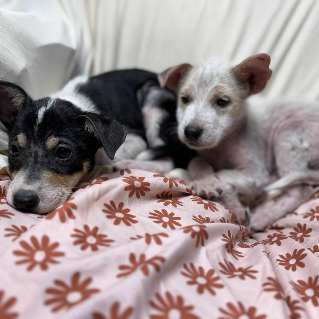 Jill, a Adoptable mixed breed in Tomball, TX image 4/5