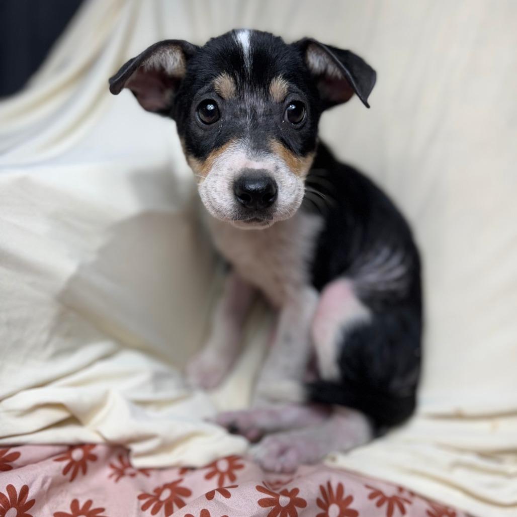 Jill, a Adoptable mixed breed in Tomball, TX image 5/5