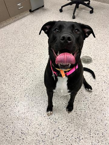 PIPER, Adoptable, Adult Female Labrador Retriever & Mixed Breed.