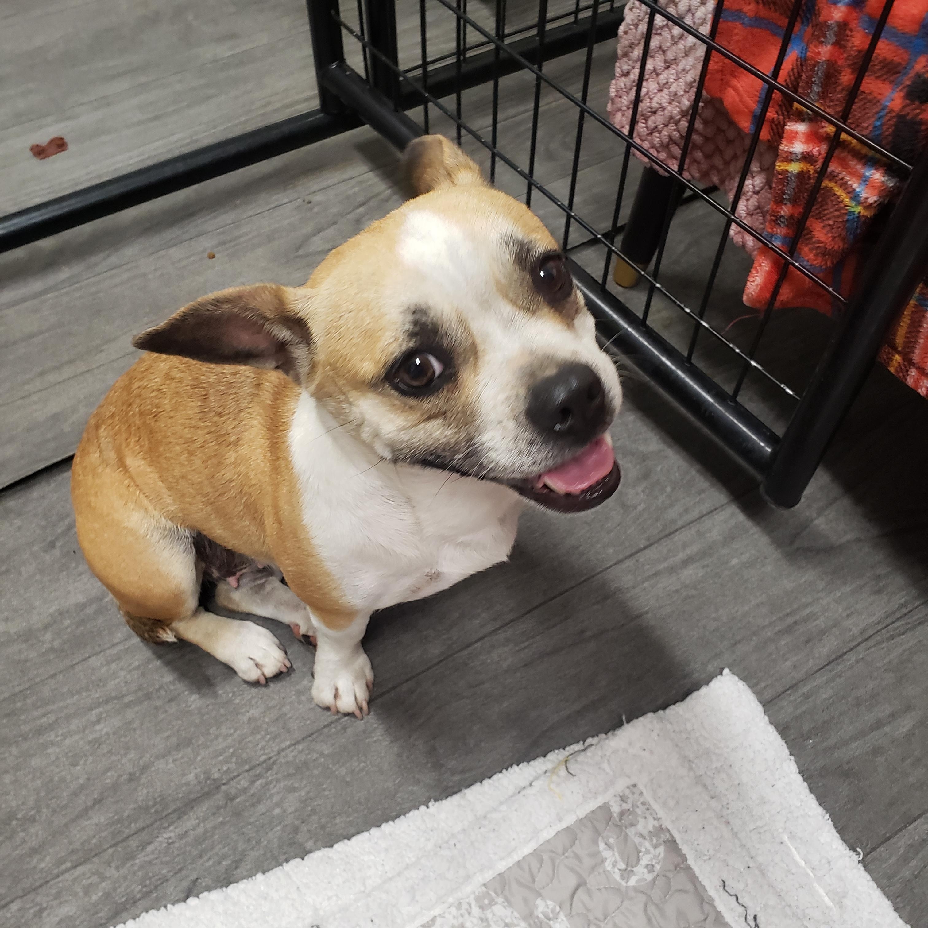 Mocha, an adopted mixed breed in Ephrata, WA image 2/2