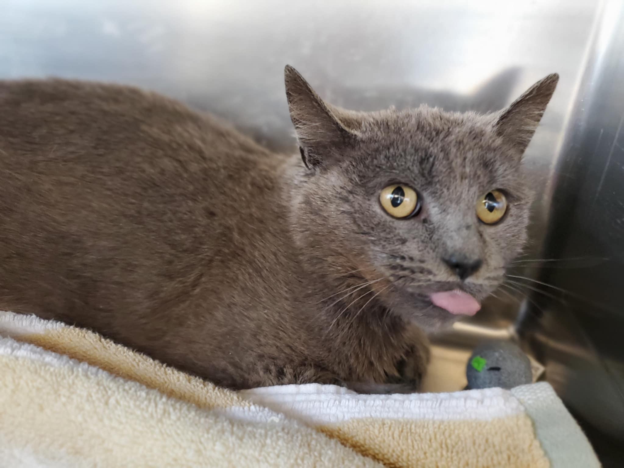 Sprite, Adoptable, Adult Female Domestic Short Hair.