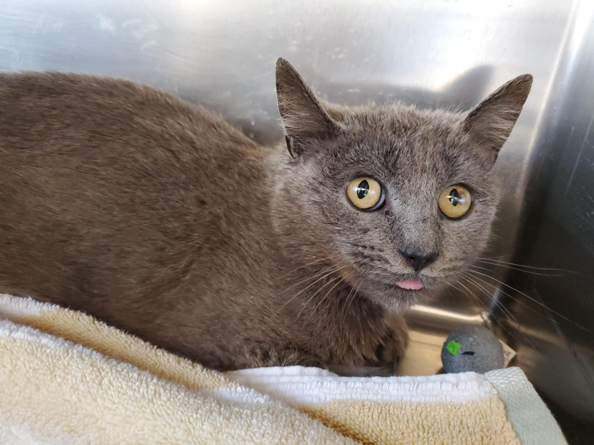 Sprite, a Adoptable mixed breed in Chambersburg, PA image 2/2