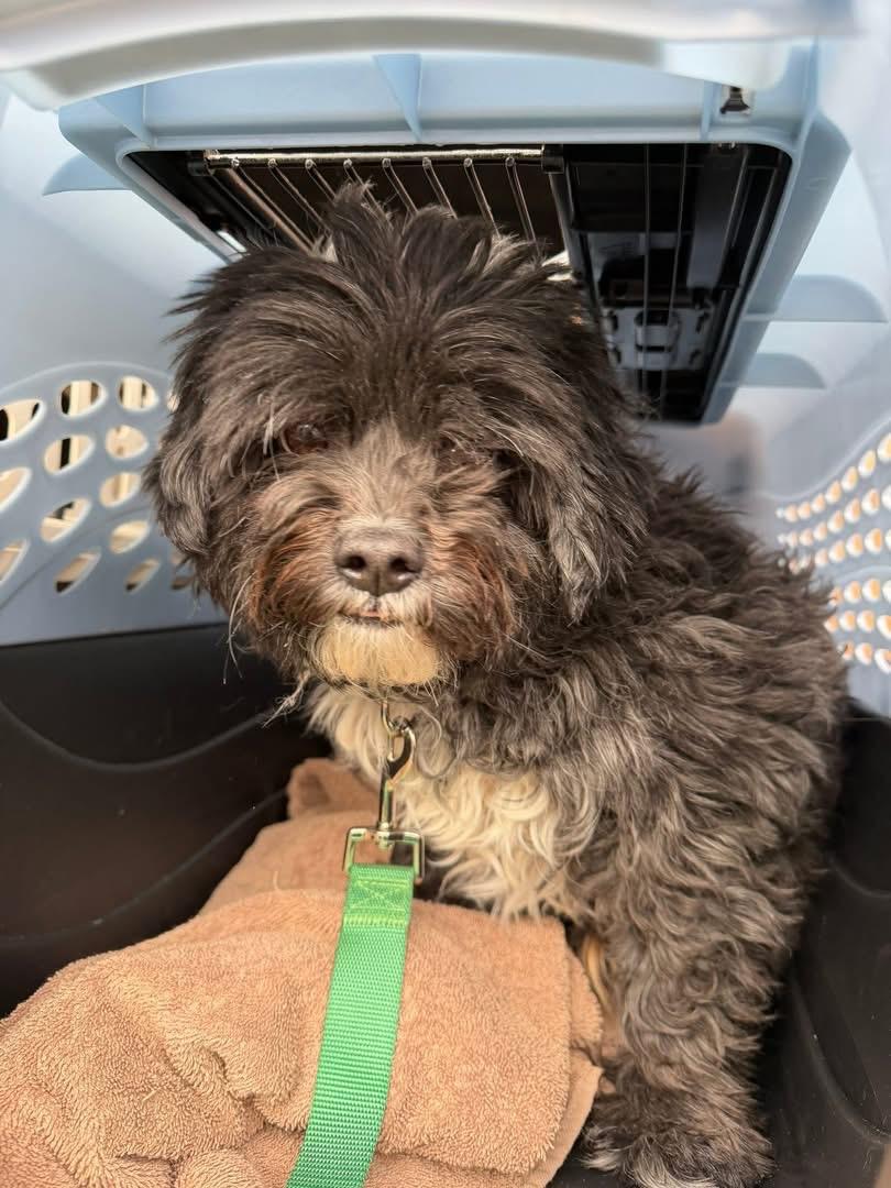 Teddy, adopted, Adult Male Shih poo.