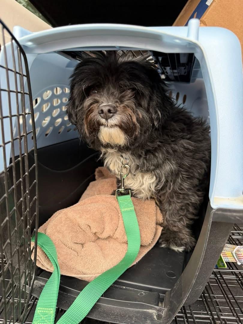 Enlarge Teddy, an adopted Shih poo in Estes Park, CO image 2/2