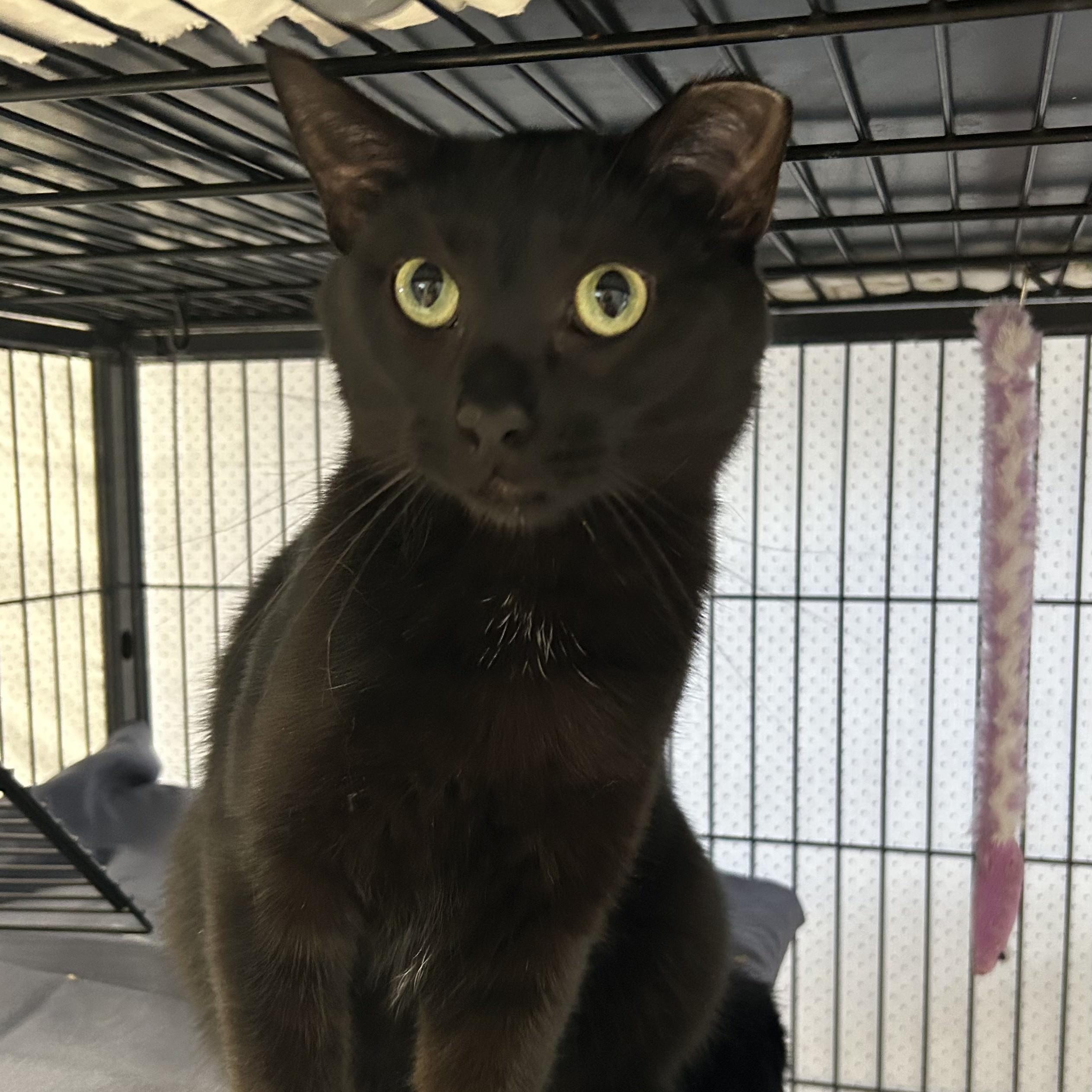 Salem, a ADOPTABLE Domestic Short Hair in St. Louis, MO image 4/4