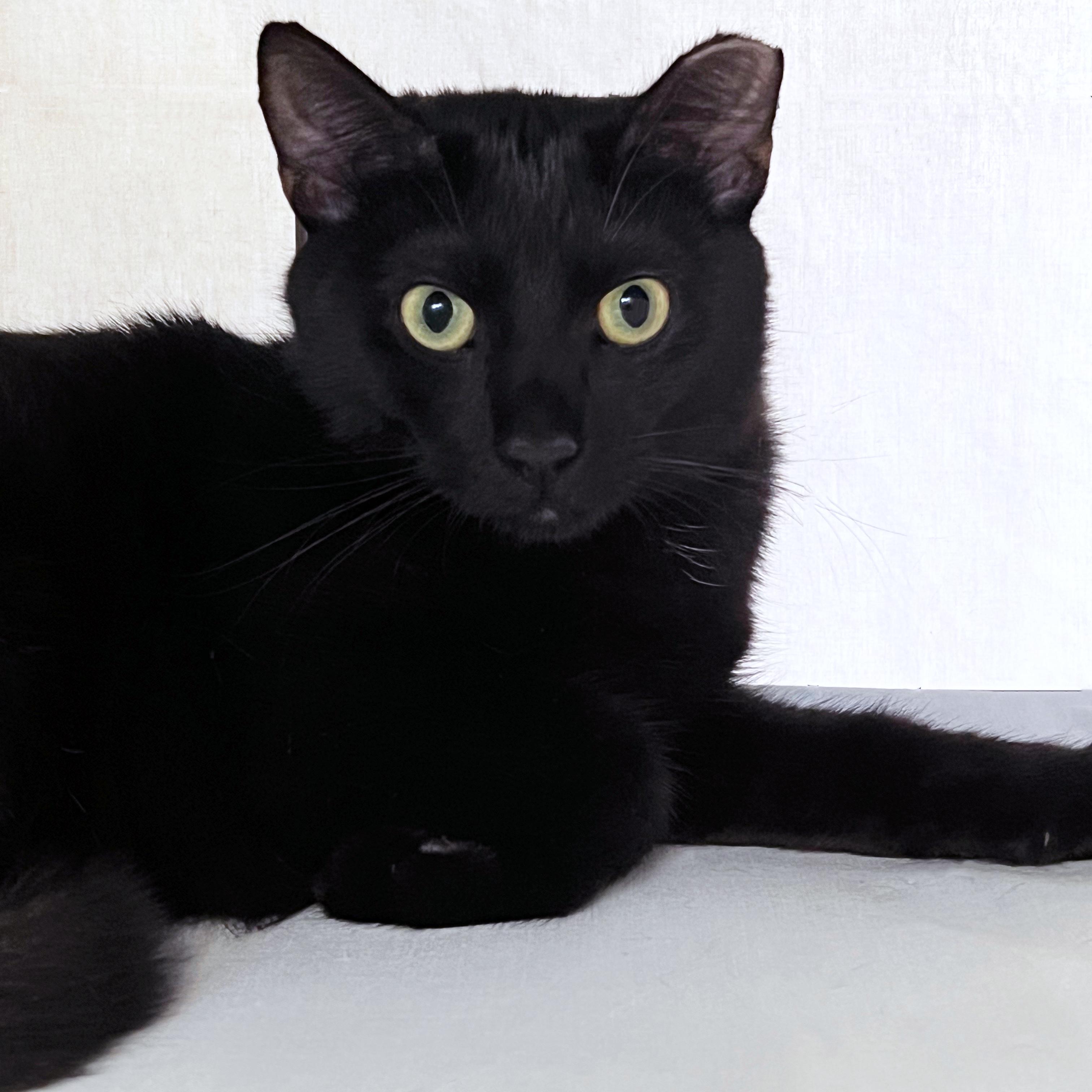 Enlarge Salem, a ADOPTABLE Domestic Short Hair in St. Louis, MO image 1/1