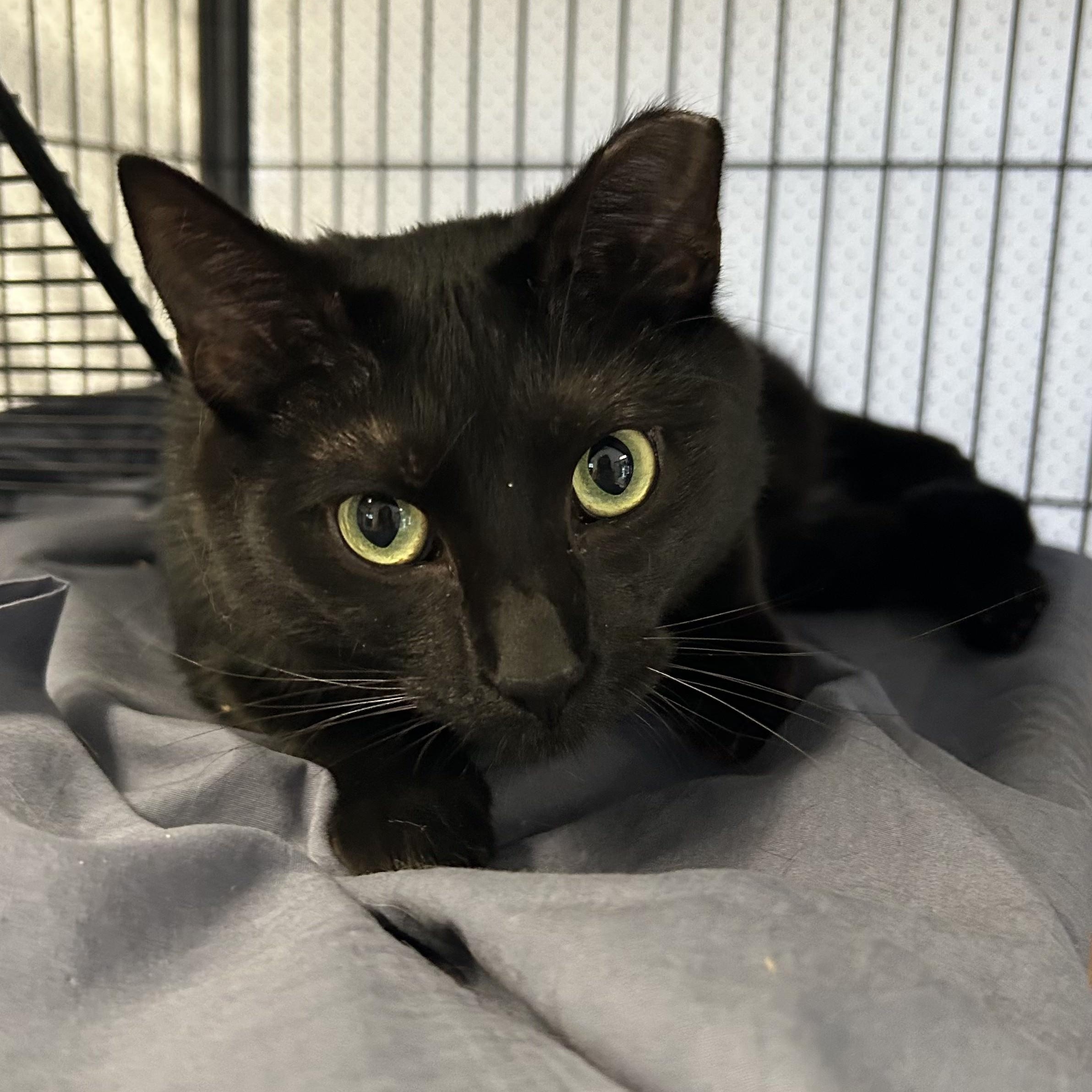 Salem, a ADOPTABLE Domestic Short Hair in St. Louis, MO image 3/4