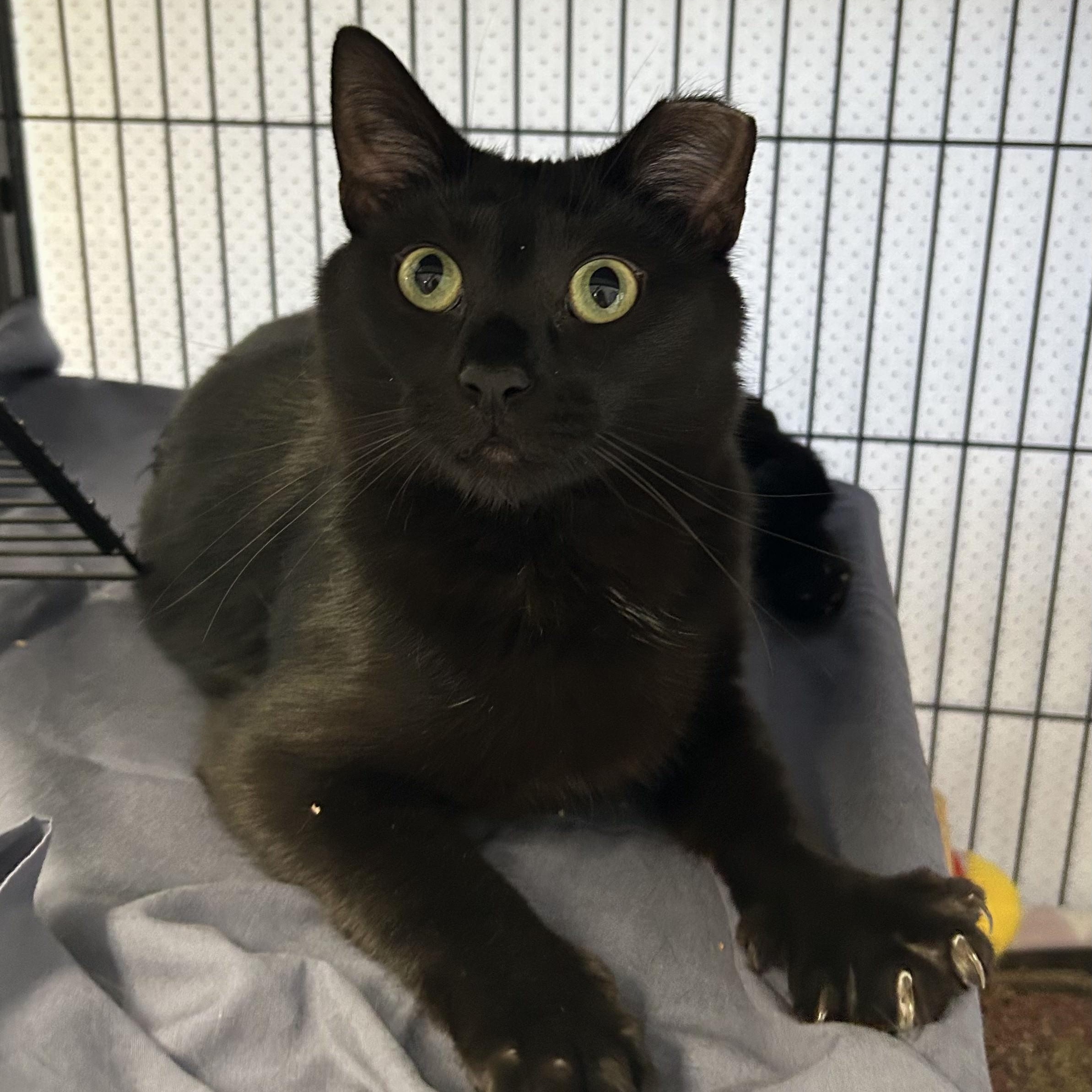 Salem, ADOPTABLE, Young Female Domestic Short Hair.