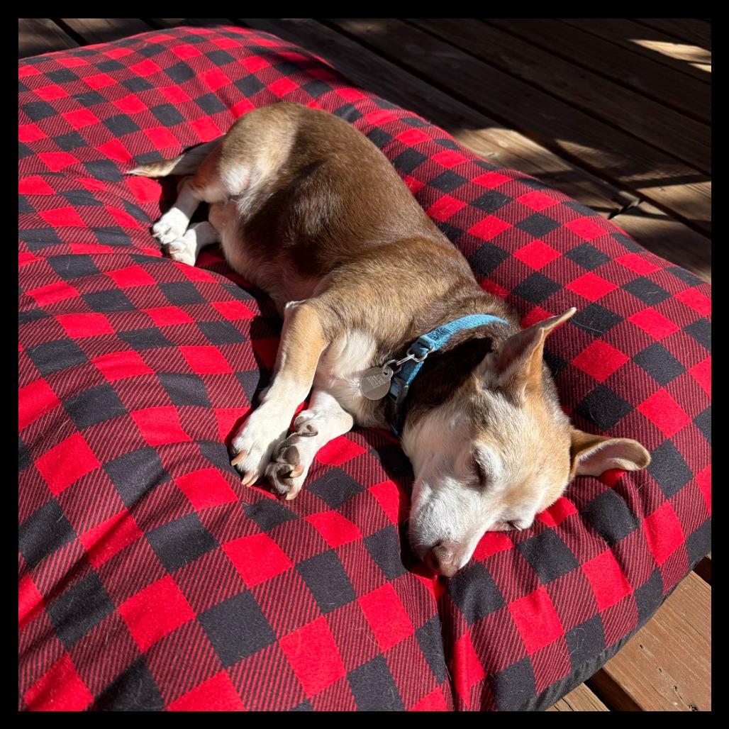 Dottie, Adoptable, Adult Female Chihuahua & Beagle.