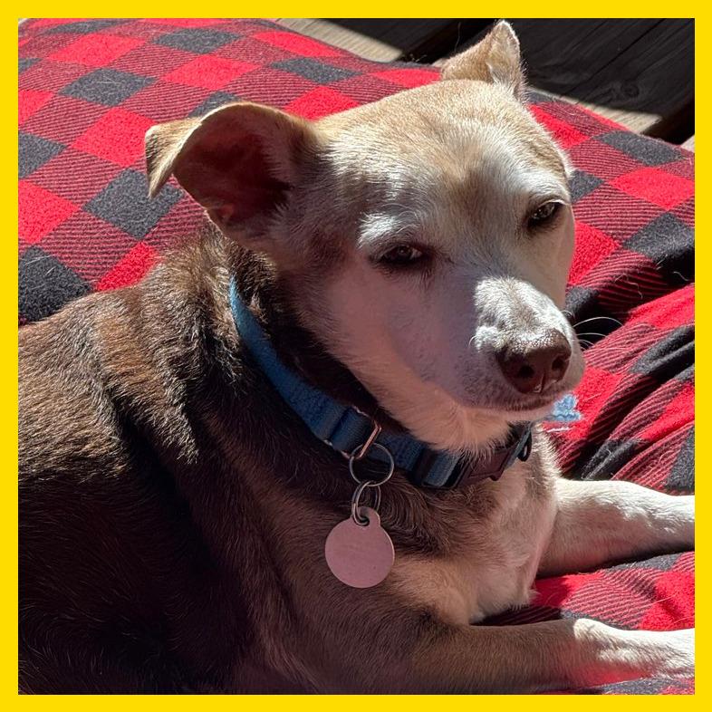 Enlarge Dottie, a Adoptable mixed breed in Laramie, WY image 2/4