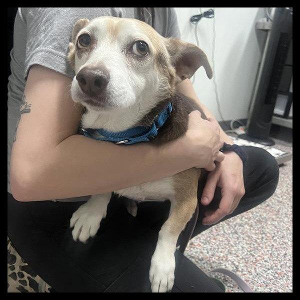 Enlarge Dottie, a Adoptable mixed breed in Laramie, WY image 3/4