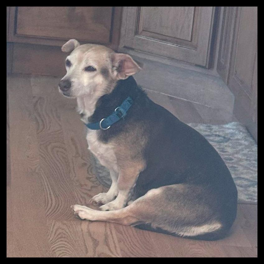 Enlarge Dottie, a Adoptable mixed breed in Laramie, WY image 4/4
