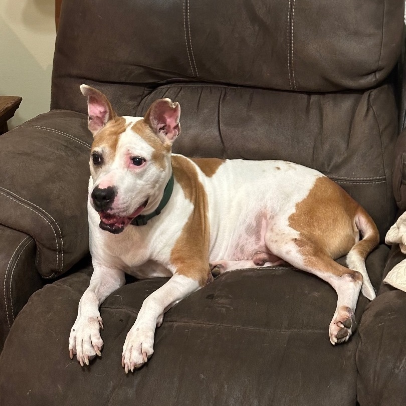 Petey aka "Sweetie Petey" — thumbnail 2