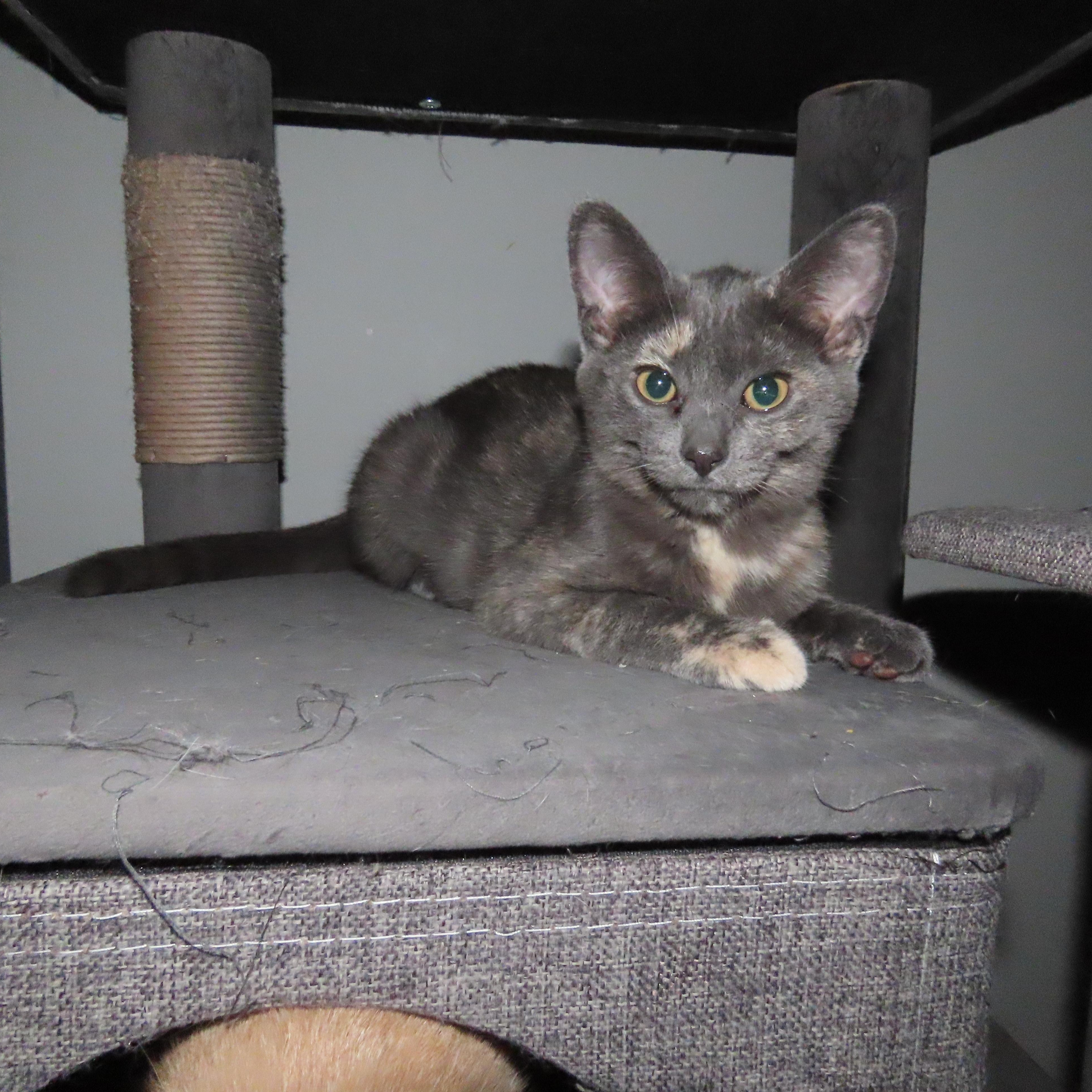 Willow, ADOPTABLE, Kitten Female Domestic Short Hair.
