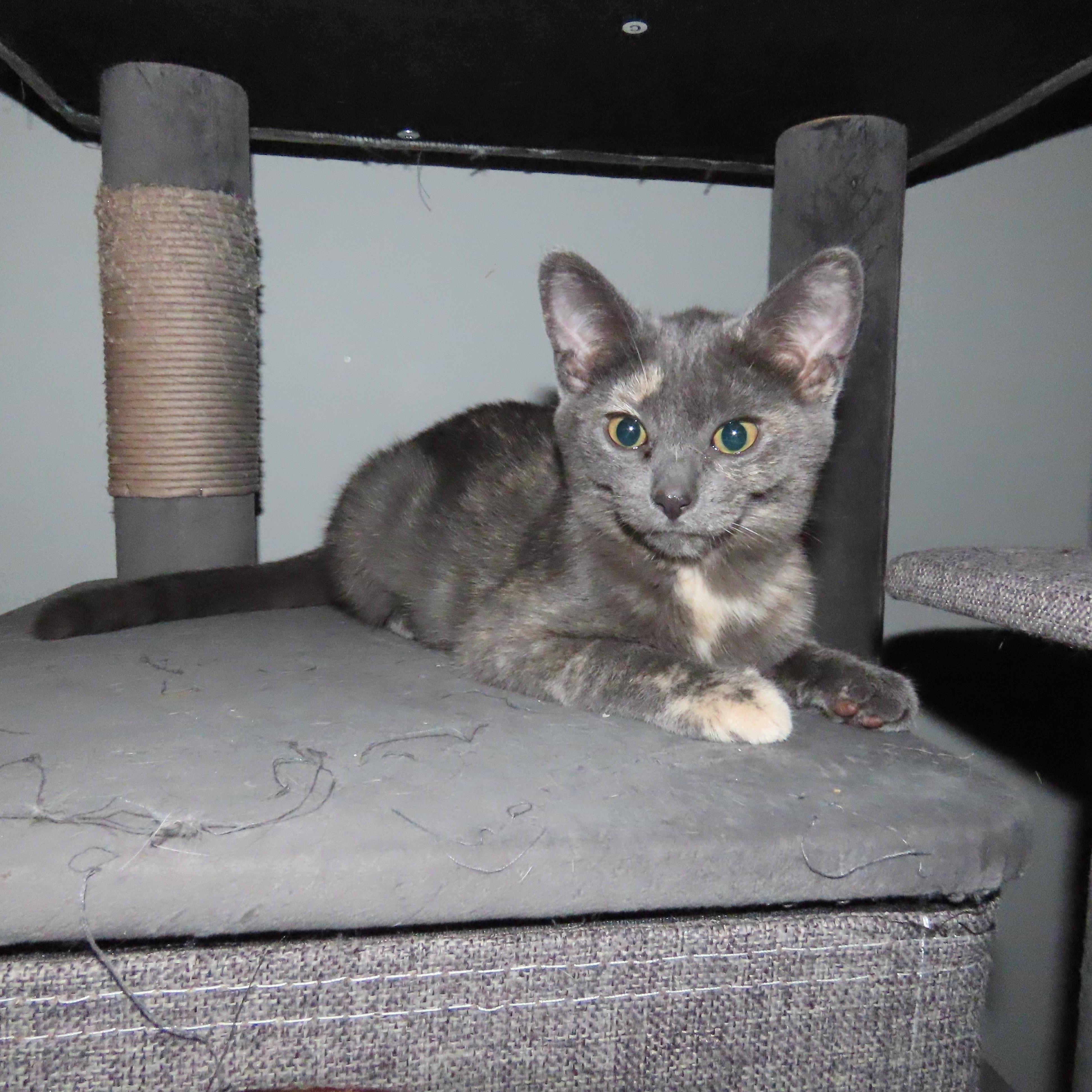 Willow, a ADOPTABLE Domestic Short Hair in Lake Orion, MI image 2/2