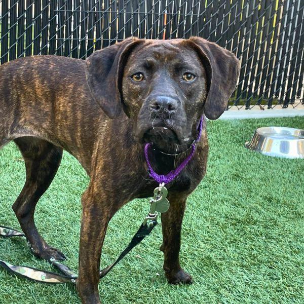 Amelia, Adoptable, Adult Female Plott Hound.