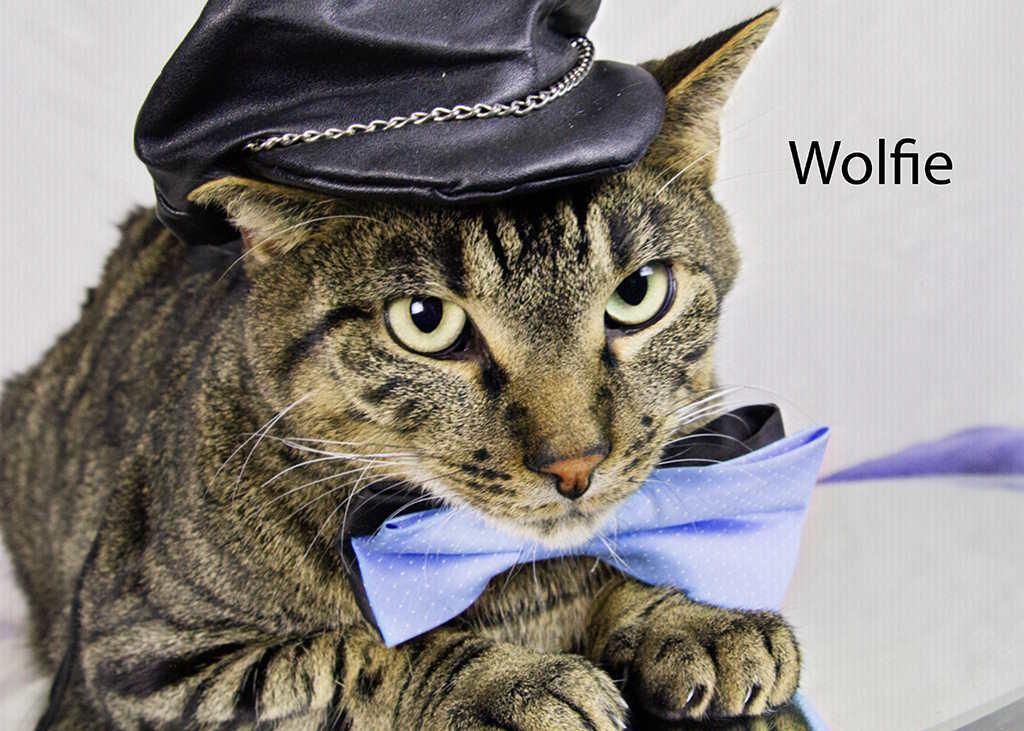 Wolfie, a Adoptable Domestic Short Hair in York, NE image 6/6