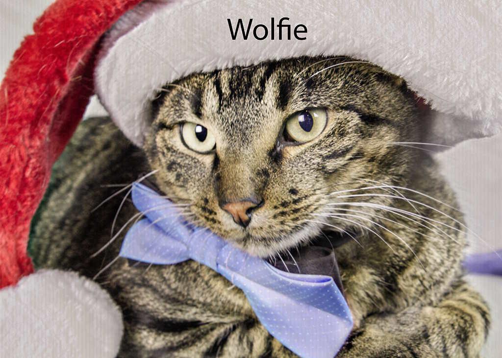 Wolfie, a Adoptable Domestic Short Hair in York, NE image 2/6