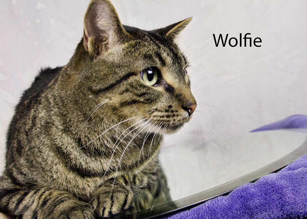 Wolfie, a Adoptable Domestic Short Hair in York, NE image 5/6