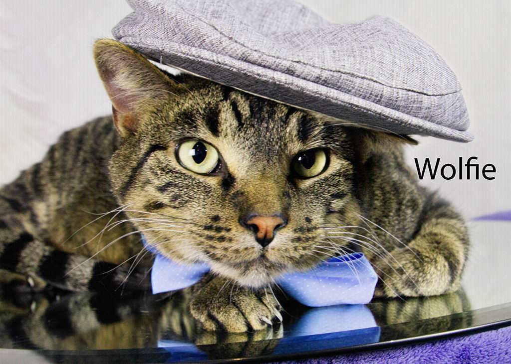 Wolfie, a Adoptable Domestic Short Hair in York, NE image 1/6