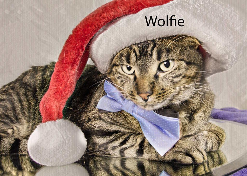 Wolfie, a Adoptable Domestic Short Hair in York, NE image 3/6