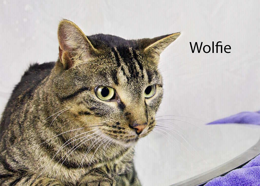 Wolfie, a Adoptable Domestic Short Hair in York, NE image 4/6