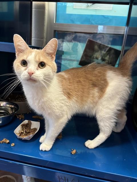 Enlarge SILLY BILLY, a Adoptable Domestic Short Hair in Louisville, KY image 1/1
